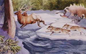 wolves hunting elk