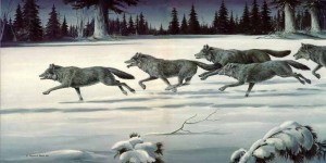 wolves