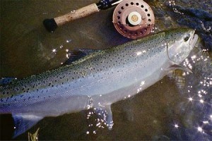 steelhead