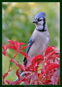 BLUEJAY